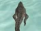 Crocodile Simulator Beach Hunt — 無料オンラインゲーム