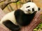 Animal Differences — 無料オンラインゲーム