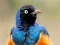 Animal Puzzle: Wildlife & Logic — 無料オンラインゲーム