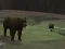 Bear Den — 無料オンラインゲーム