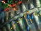 Fishing King — 無料オンラインゲーム