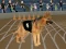 Crazy Dog Racing Fever — 無料オンラインゲーム