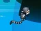 Jungle Jump — 無料オンラインゲーム