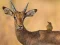 Wild Deer Jigsaw — 無料オンラインゲーム