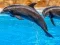 Sea Dolphin Jigsaw — 無料オンラインゲーム