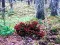 Bernati Forest Adventure — 無料オンラインゲーム