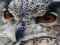 ゲームWild owl Jigsawオンライン