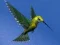 ゲームHummingbird House Escapeオンライン