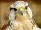 Gyrfalcon Jigsaw — 無料オンラインゲーム