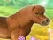 My Dear Pony — 無料オンラインゲーム