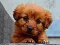 Puppy Puzzle — 無料オンラインゲーム