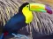 Toucan Bird Jigsaw — 無料オンラインゲーム