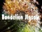 Dandelion Jigsaw — 無料オンラインゲーム