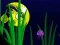 Flash Fish Freddie — 無料オンラインゲーム
