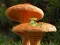 Mushroom Plant Land Escape — 無料オンラインゲーム