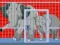 Mommy And Baby Elephants Rescue — 無料オンラインゲーム