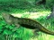 Lizard Forest Escape — 無料オンラインゲーム
