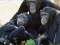Funny Chimpanzee Jungle Escape — 無料オンラインゲーム