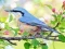 Hidden Spots Birds — 無料オンラインゲーム