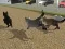 Run Cat Cat Race — 無料オンラインゲーム