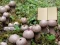 Lycoperdon Mushroom Land Escape — 無料オンラインゲーム