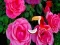 Precious Rose Escape — 無料オンラインゲーム