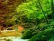 Peaceful Rainbow Forest Escape — 無料オンラインゲーム