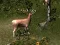 Sniper Hunting Deadly Animal — 無料オンラインゲーム