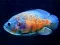 Tiger Fish Jigsaw — 無料オンラインゲーム