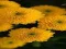 Chrysanthemums Jigsaw — 無料オンラインゲーム