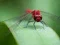 Dragon Fly Jigsaw — 無料オンラインゲーム