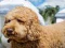 Labradoodle Jigsaw — 無料オンラインゲーム