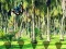 Rescue Tasmanian Tiger — 無料オンラインゲーム