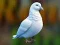 Realistic Pigeon Rescue — 無料オンラインゲーム