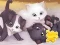 Jigsaw Puzzle: Playing Cats — 無料オンラインゲーム
