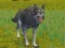 The Wolf: Wild Animal Simulator — 無料オンラインゲーム