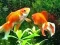 Blue Fish Escape — 無料オンラインゲーム