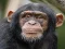 Chimpanzee Jigsaw — 無料オンラインゲーム