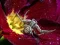 Crab Spider Jigsaw — 無料オンラインゲーム