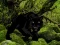 Escape from Black Panther Forest — 無料オンラインゲーム