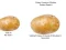 Potato Construct 2 Edition — 無料オンラインゲーム