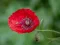 ゲームPoppy Nature Flower Jigsawオンライン