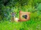 Return To Alsunga Forest — 無料オンラインゲーム
