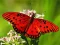 Nature Jigsaw Puzzle Butterfly — 無料オンラインゲーム