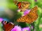 Butterfly Slide — 無料オンラインゲーム
