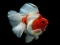 Gold Fish Jigsaw Puzzle — 無料オンラインゲーム