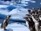 Penguins Slide — 無料オンラインゲーム