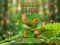 Birds Slide — 無料オンラインゲーム