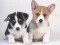 Cute Puppies Puzzle — 無料オンラインゲーム