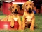 Puppy Pairs Puzzle — 無料オンラインゲーム